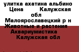 улитка ахатина альбино › Цена ­ 10 - Калужская обл., Малоярославецкий р-н Животные и растения » Аквариумистика   . Калужская обл.